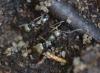 Formica sp.